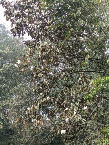 Magnolia doltsopa, photograph 6