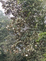 Magnolia doltsopa, photograph (c) Sagnik Dutta Roy, some rights reserved (CC BY)
