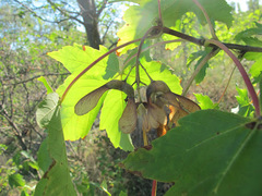 Acer pseudoplatanus