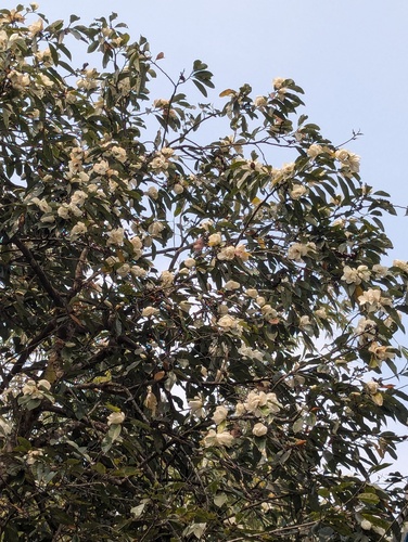 Sweet Michelia (Magnolia doltsopa)