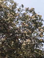 (c) Sagnik Dutta Roy, some rights reserved (CC BY) Magnolia doltsopa, photograph (c) Sagnik Dutta Roy, some rights reserved (CC BY)