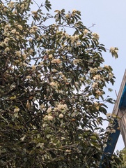 (c) Sagnik Dutta Roy, some rights reserved (CC BY) Magnolia doltsopa, photograph (c) Sagnik Dutta Roy, some rights reserved (CC BY)