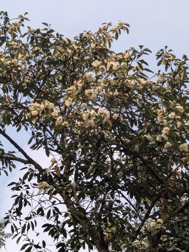 Magnolia doltsopa, photograph 5