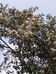 (c) Sagnik Dutta Roy, some rights reserved (CC BY) Magnolia doltsopa, photograph (c) Sagnik Dutta Roy, some rights reserved (CC BY)