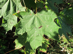 Acer pseudoplatanus