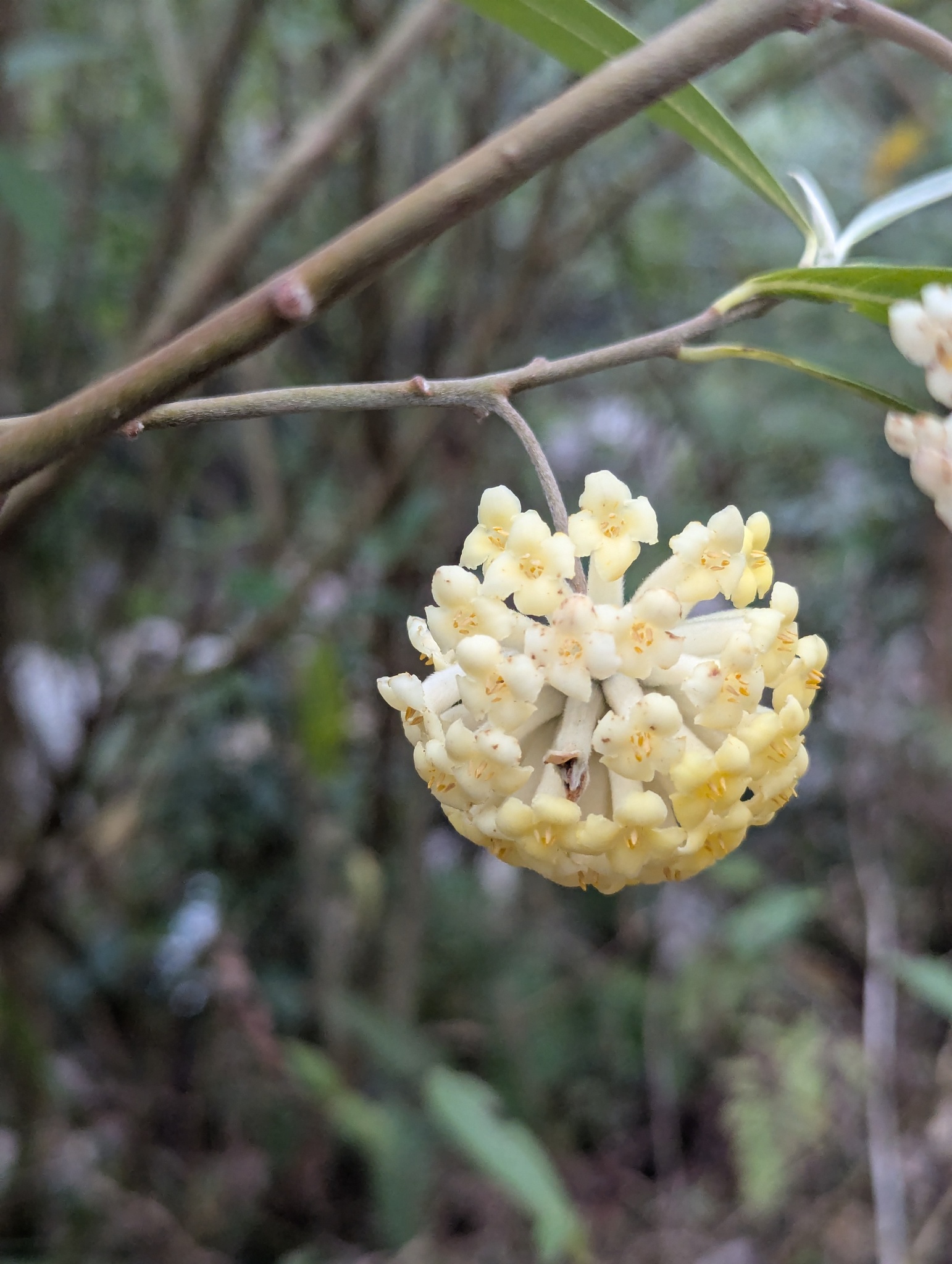 Japanese Paper Plant (Edgeworthia gardneri)