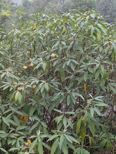 Edgeworthia gardneri, photograph 6