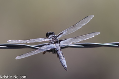 Libellula nodisticta