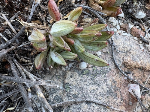Image of Curio repens by (c) Charleen Brunke, some rights reserved (CC BY)