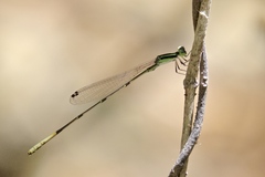 Leptobasis melinogaster