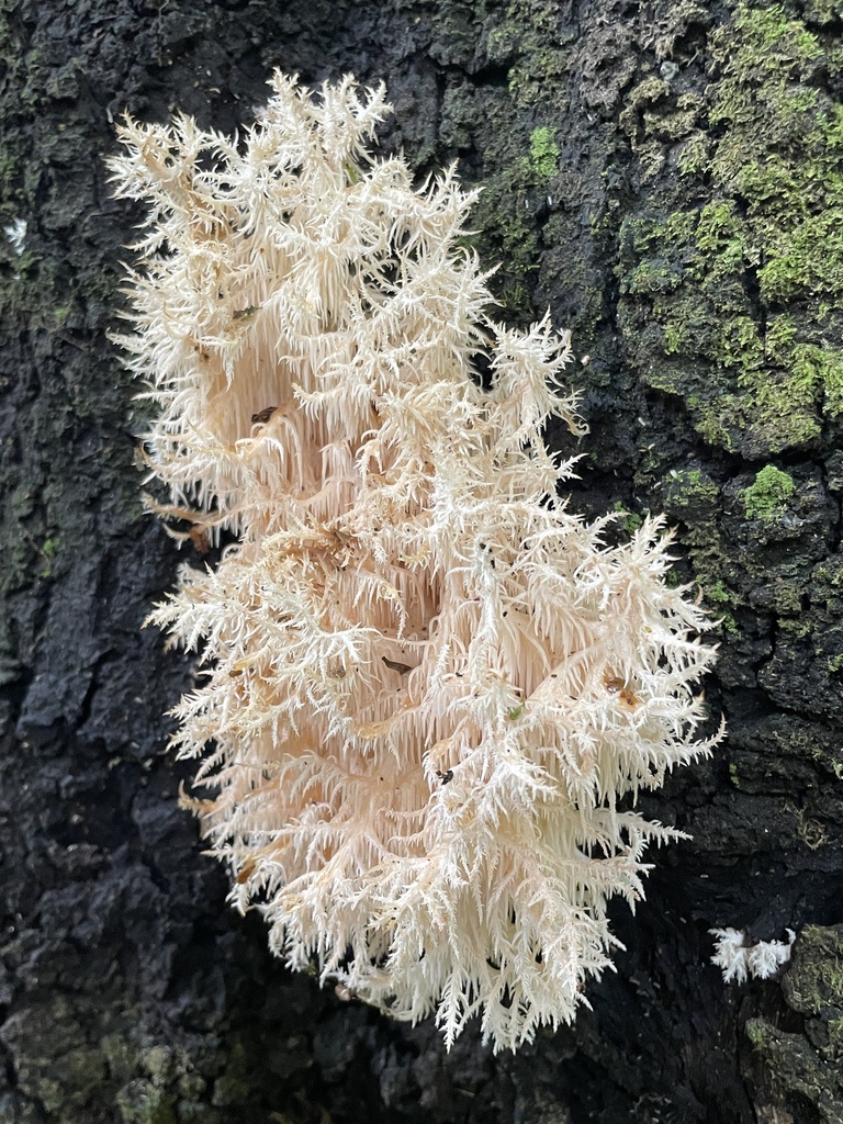 Hericium novae-zealandiae · February 2025 · photo: © aimeytahu (iNaturalist, cc-by)