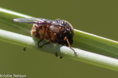 Acroceridae