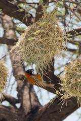Chestnut Weaver photo 1