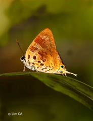 Bindahara phocides