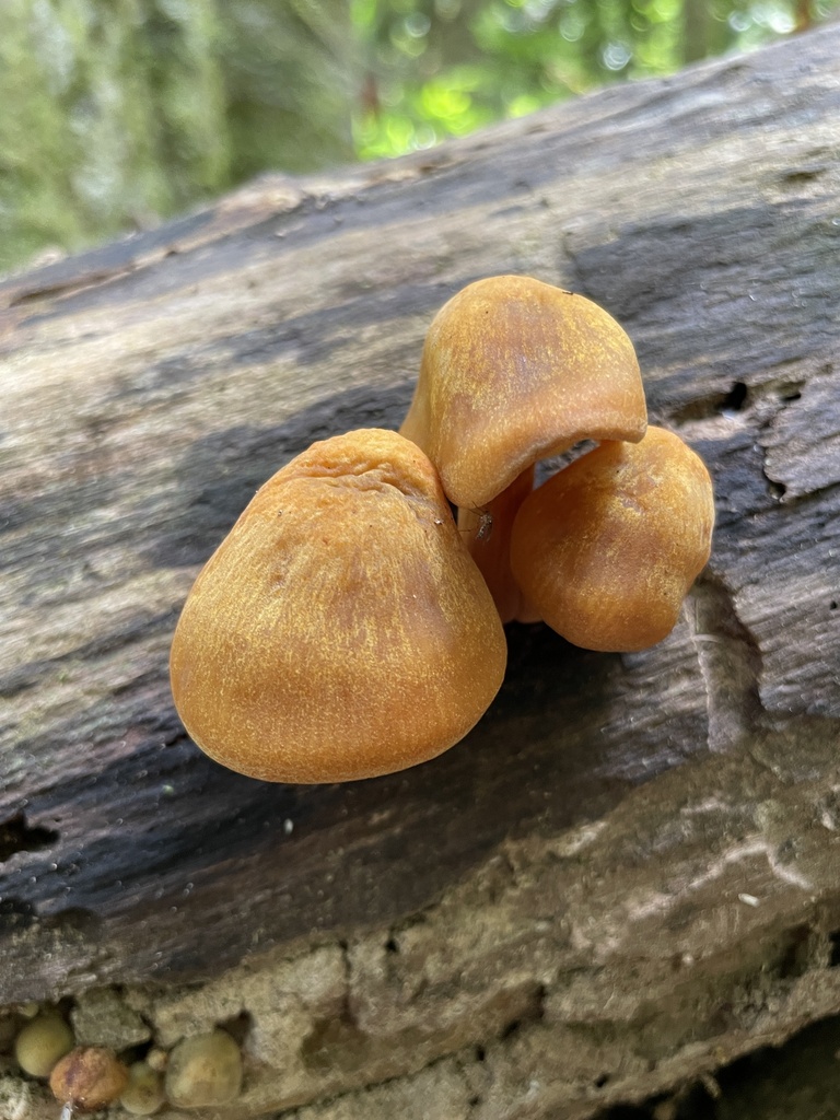 Heimiomyces velutipes · February 2025 · photo: © aimeytahu (iNaturalist, cc-by)