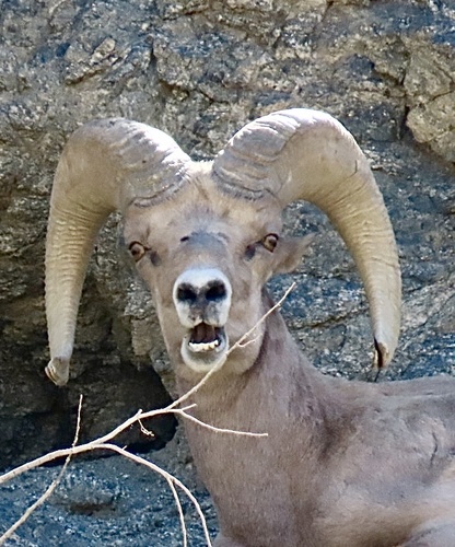 iNaturalist observation photo of Desert Bighorn Sheep