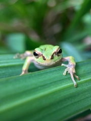 Hyla japonica