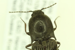Acteniceromorphus crestonensis