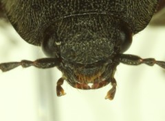 Acteniceromorphus crestonensis