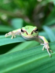 Hyla japonica
