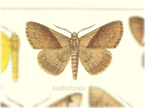 Brachyherca saphobasis