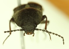 Acteniceromorphus crestonensis