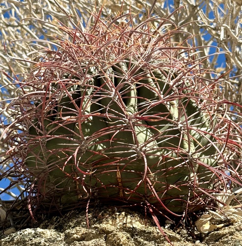 iNaturalist observation photo of California Barrel Cactus