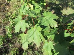 Acer platanoides