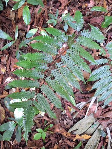 Pteridrys syrmatica observed 2025-02-27