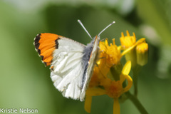 Anthocharis julia stella