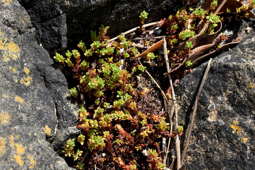 Crassula moschata observed 2025-01-24