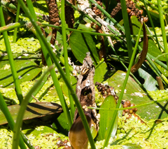 Paranaemia vittigera