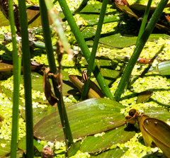 Paranaemia vittigera