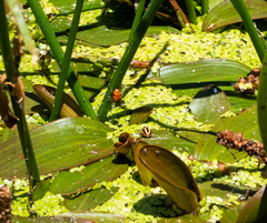 Paranaemia vittigera