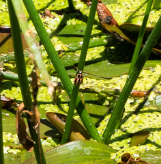 Paranaemia vittigera