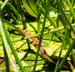 Paranaemia vittigera