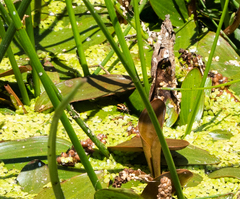 Paranaemia vittigera