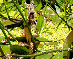 Paranaemia vittigera