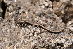 Snake-Eyed Skink photo 2