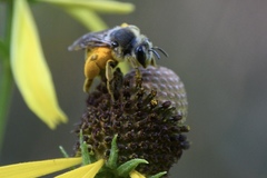 Andrena rudbeckiae