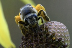 Andrena rudbeckiae