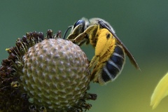 Andrena rudbeckiae
