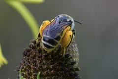 Andrena rudbeckiae