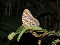 Caligo illioneus