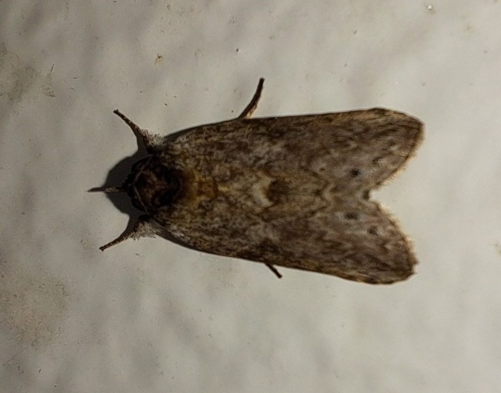Nycteola pseudoindica