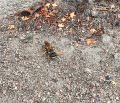 Philanthus triangulum