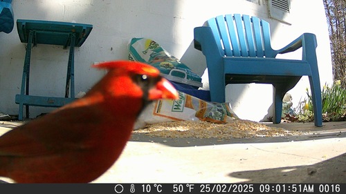 Northern Cardinal photographed in Alabama