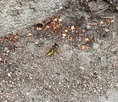 Philanthus triangulum