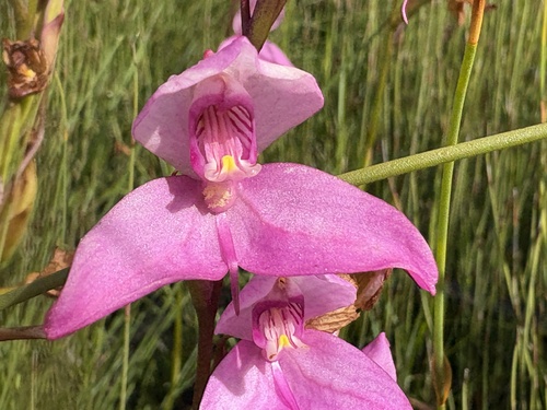 Image of Disa racemosa by (c) Charleen Brunke, some rights reserved (CC BY)