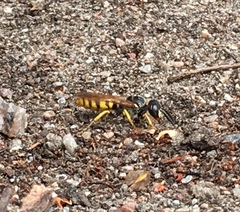 Philanthus triangulum